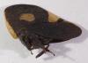 Membracis lefebvrei